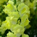 Golden 68-09