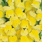 Bright Yellow P 35.15