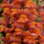 Dark orange P 35.05 