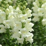 Ivory White P 35.14 нет в наличии