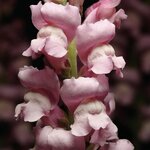 Lavender P 35.03 