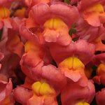 Orange P 35.04