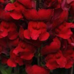 Red P 35.09 