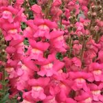 Rose P 35.10 
