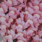 True pink P 35.06 