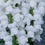 White P 35.13