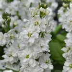 Маттиола Hi Double White
