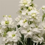 White P 34.11 