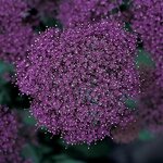 Forest Purple P37.01