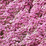 Deep pink P1.06 
