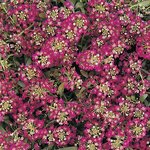 Deep rose P1.07