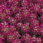 Violet P1.08 