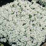 Алиссум Snow Crystals