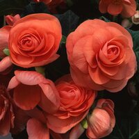 Бегония клубневая Америгибрид Roseform