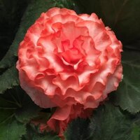 Бегония клубневая On Top