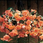 Apricot P49-01