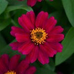 Cherry P70.04
