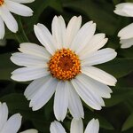 White P 70.11 нет в наличии