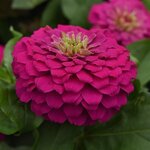 Fuchsia -  нет в наличии