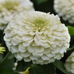 White -  нет в наличии