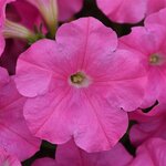 Pink P18.05 