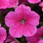 Pink cosmo P18.06