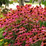 Wild Berry P43-02 