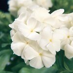 White P 26.13 н