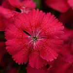 Cherry P6.01 