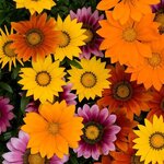 Bright mix P7.03