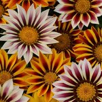 Tiger mix P7.04