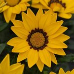Yellow P7.11