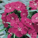 Rose P60.04