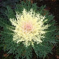 Капуста декоративная (Брассика) Peacock