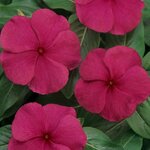 Burgundy P39.03