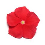 Really red P39-18