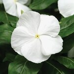 White P39.11