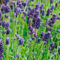 Лаванда Lavance DEEP PURPLE