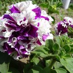 Purple P63-03