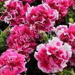 Rose P63-01