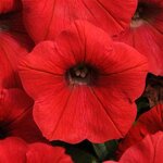 Red P20.09