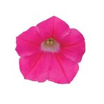 Rose P20.10 