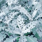 Цинерария Silverdust Maritima