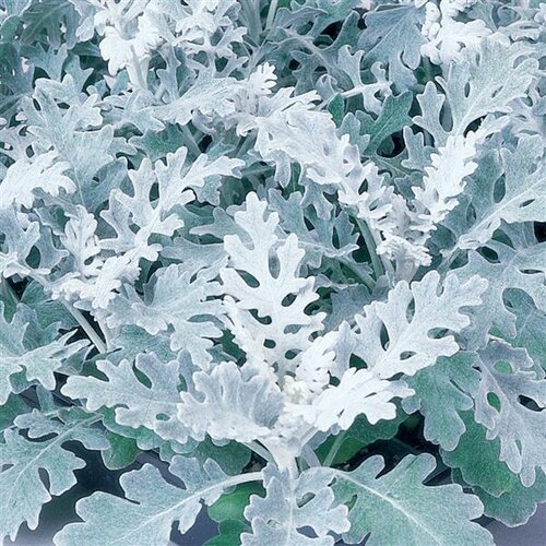 Цинерария Silverdust Maritima