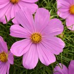 Pink P4.02 