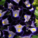 Deep Blue P 29.01 нет в наличии