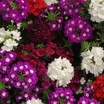 Merlot MIX P50.11  нет в наличии