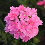 Pink P50.12 
