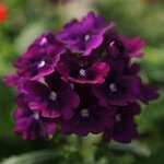 Purple P50.13 нет в наличии