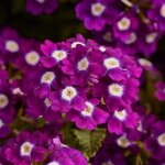 Violet with Eye P50.17 нет в наличии  